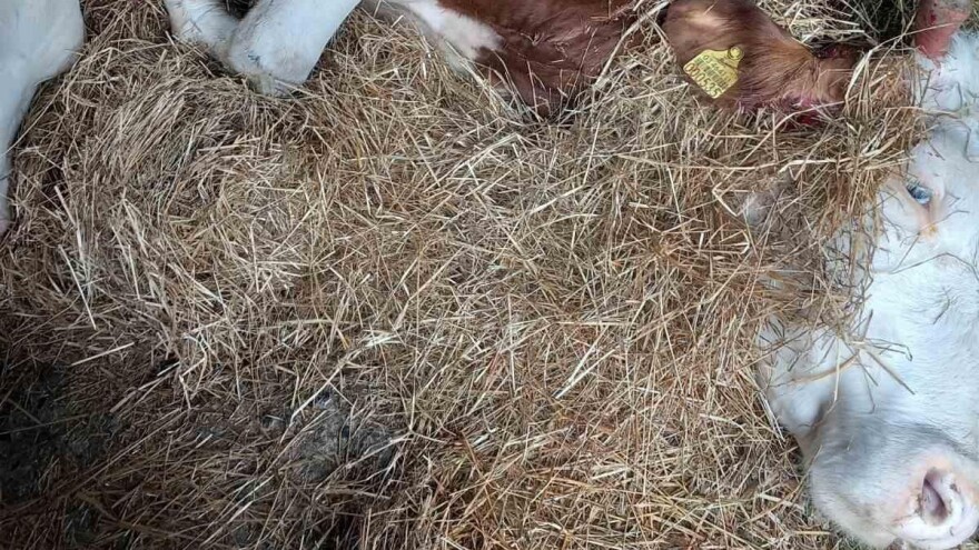 Uznemirujući sadržaj: Strujni udar pokosio sedam krava