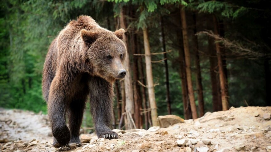 Dramatična borba: Od napada medveda spasili ga njegovi psi