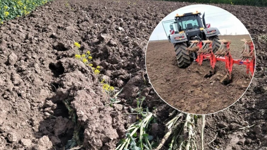 Zbog svađe izorali uljanu repicu i pšenicu?