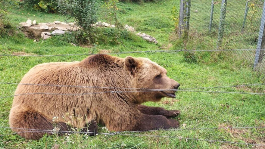 Utočište za medvede: Imaju prostranstvo i više hiljada volontera