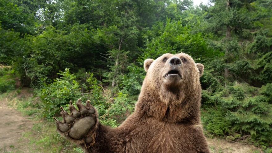 Kako sam se pozdravio sa medvjedom na Tari: "Doviđenja prijatelju"