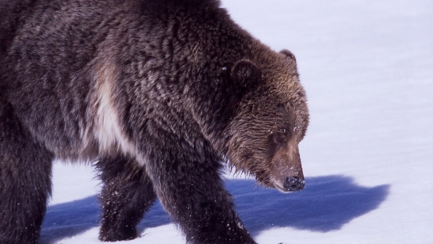 Medvjeda izbjegli u zadnji čas - oko Sanskog Mosta ima ih 15 budnih