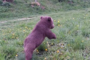 Medo ne ide u Zoo vrt, bit će slobodan