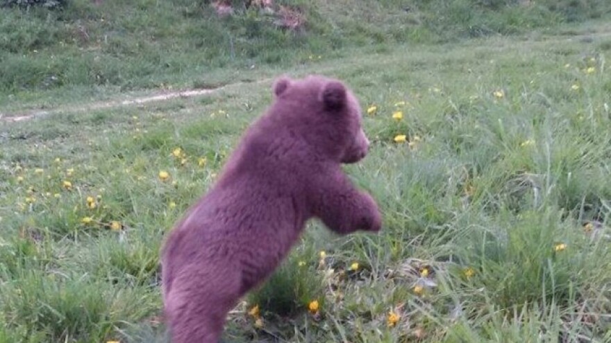 Medo ne ide u Zoo vrt, bit će slobodan