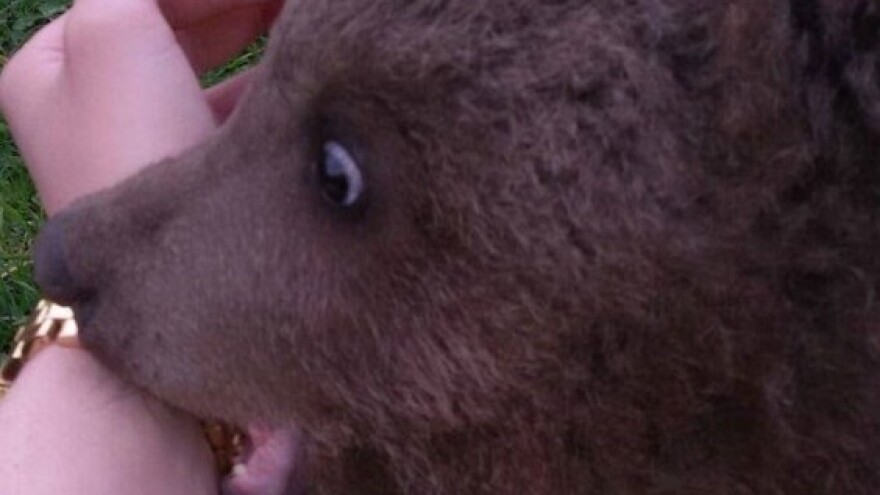 Čim ojača, pronađeni medo se vraća u šumu