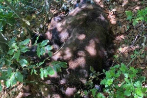 U NP Sutjeska ubijen medo Maglić, tamo gdje je trebao biti najzaštićeniji
