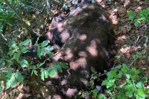 U NP Sutjeska ubijen medo Maglić, tamo gdje je trebao biti najzaštićeniji