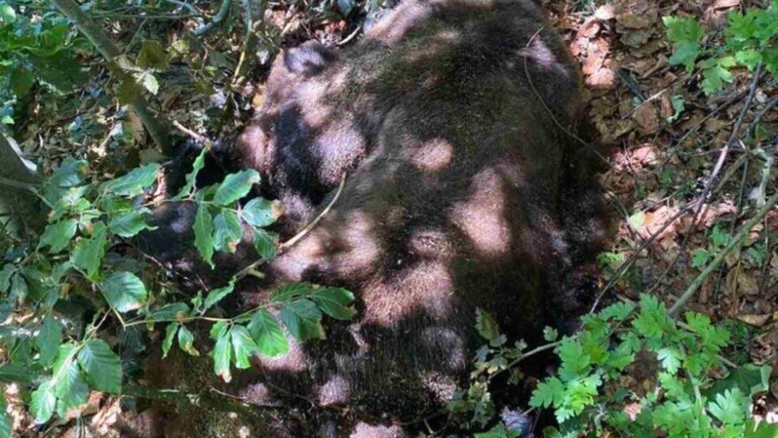 U NP Sutjeska ubijen medo Maglić, tamo gdje je trebao biti najzaštićeniji