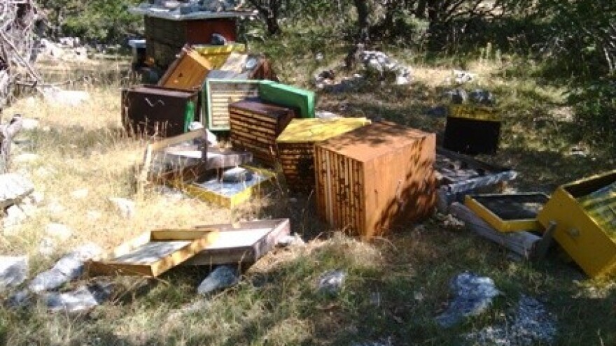 Medvjed rasturio pčelinjak na Krku