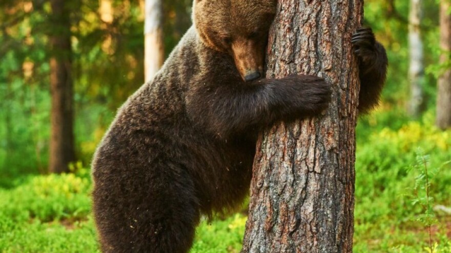 Medvjed poharao pčelinjak, šteta 6.000 KM