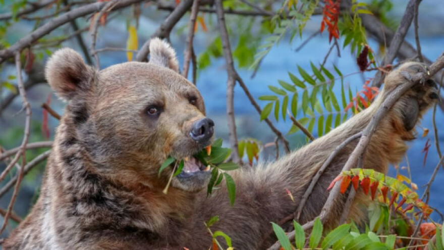 Medved obrao trešnje, gostile se i divlje svinje