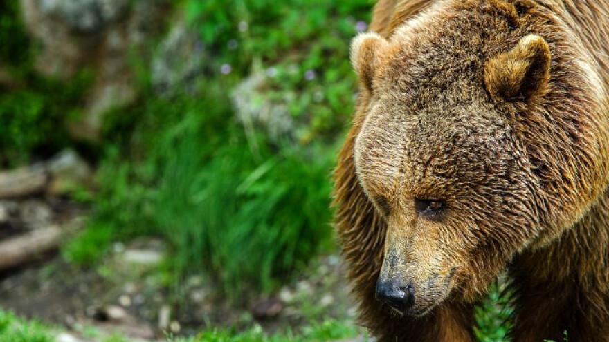 Zabranjen je daljnji redovni odstrjel smeđeg medvjeda!