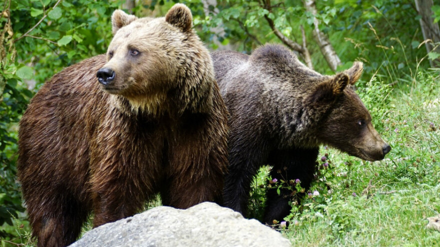 Ubijanje medvjeda nije rješenje problema s pčelama