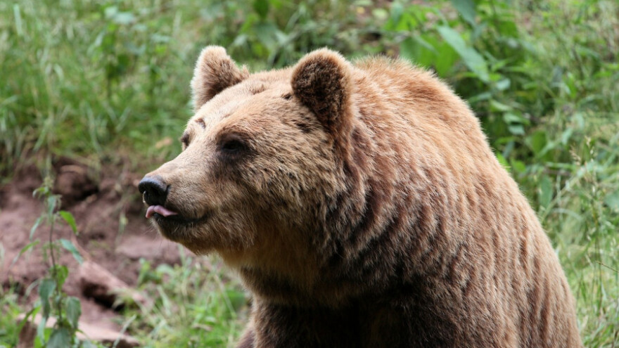 Medvjed iz svinjca zgrabio svinju tešku 170 kg