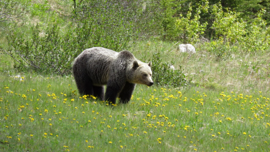 Kneževskog medvjeda će ipak odstrijeliti?