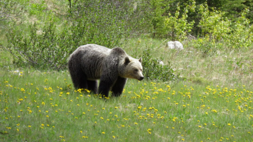 Medvjeda koji hara stajama će ipak odstrijeliti?