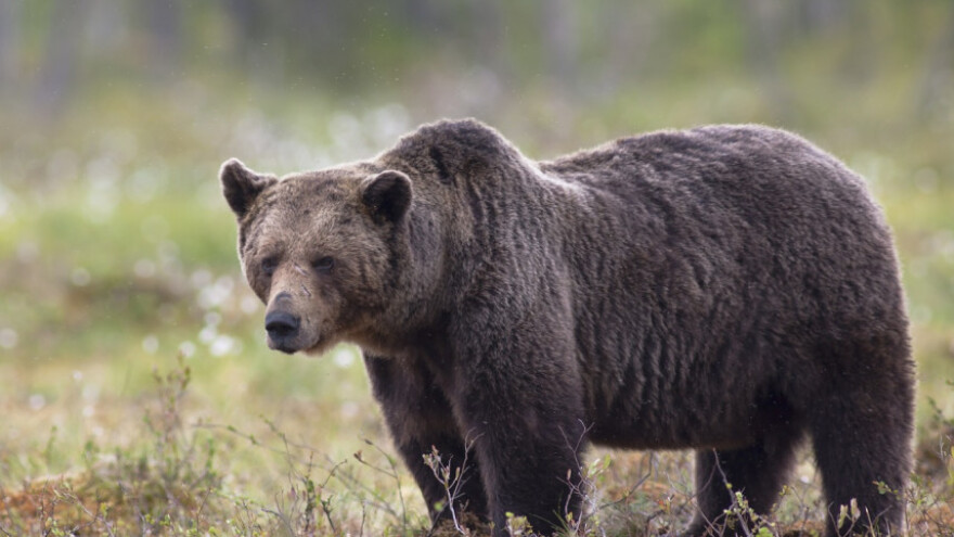 Tranzistorima čuvaju košnice od medvjeda