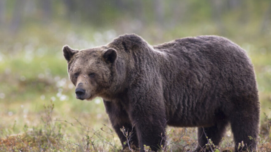 Tranzistorima čuvaju košnice od medvjeda
