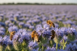 Medonosna facelija za akumulaciju dušika!