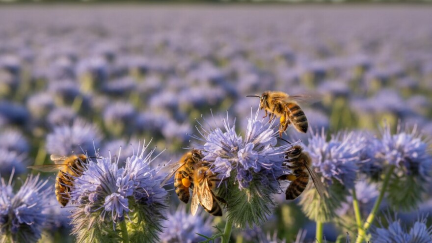 Medonosna facelija za akumulaciju dušika!