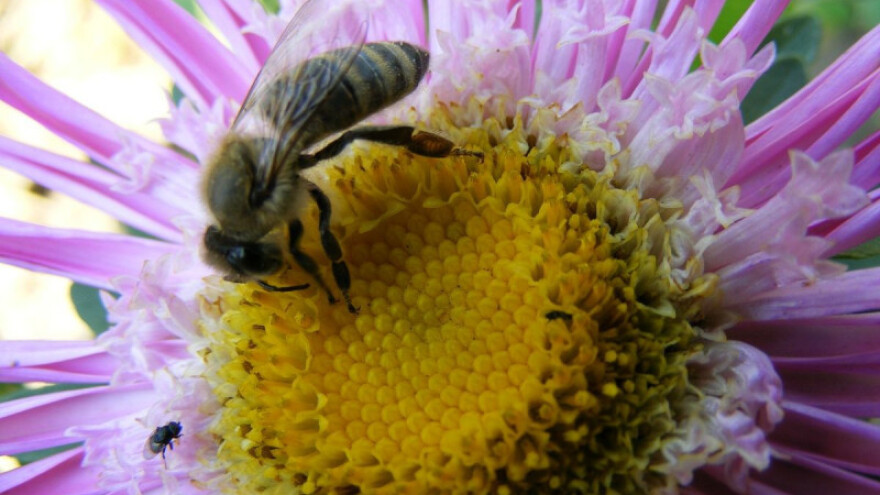 Kako procijeniti medonosne biljke?