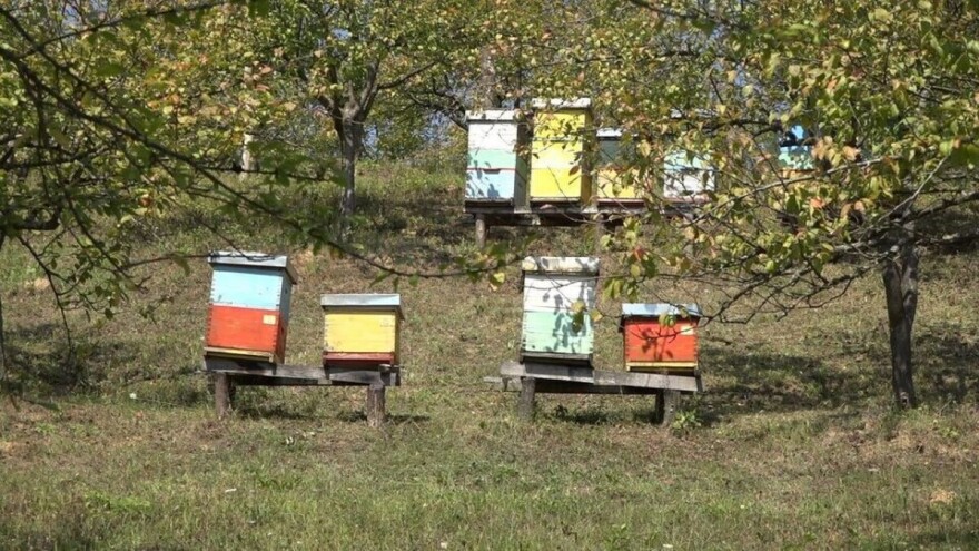 Broj košnica u Srbiji u proseku raste za oko 43,7 hiljada godišnje