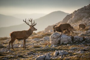 Međunarodni znanstveno-stručni skup Priroda i divljač