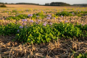 Međuusjevi poboljšavaju strukturu i plodnost tla