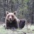 Bato, Zlatibor i Milunka - nova tri markirana medveda