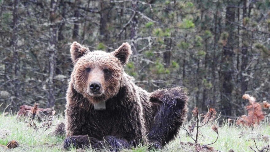 Bato, Zlatibor i Milunka - nova tri markirana medveda