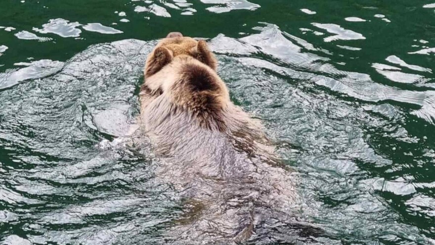 NP Tara upozorava: "Mečka sa tri mečeta kreće se kod jezera Perućac"