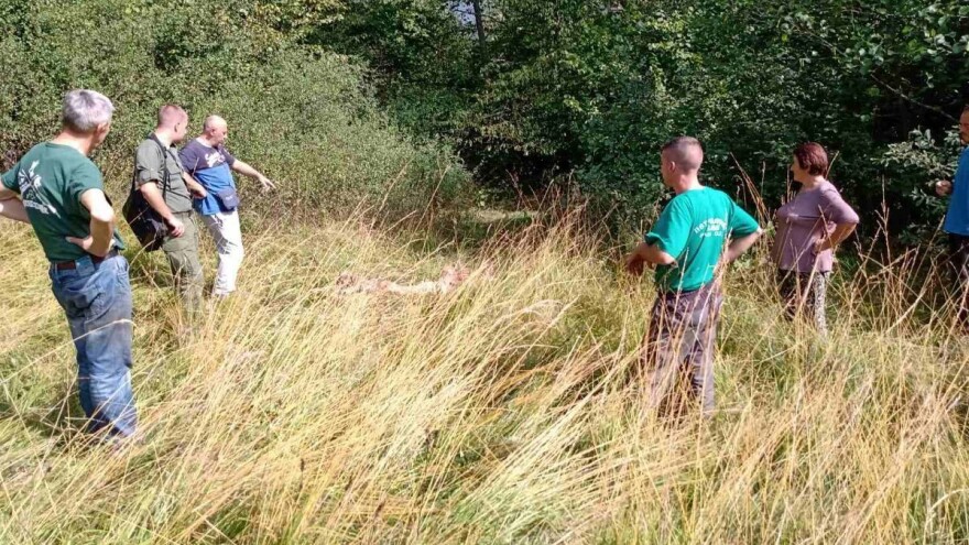 Medved zgrabio ovna iz stada naočigled čobanice