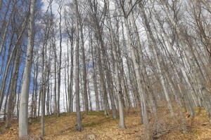 Doc.dr.sc. Stjepan Mikac: Na Medvednici nema devastacije šuma!