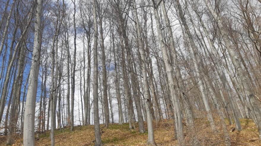 Doc.dr.sc. Stjepan Mikac: Na Medvednici nema devastacije šuma!