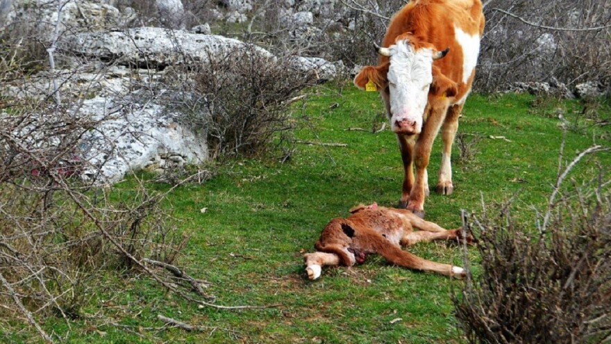 Vukovi ne miruju, zaklali tele pred očima majke Bele!