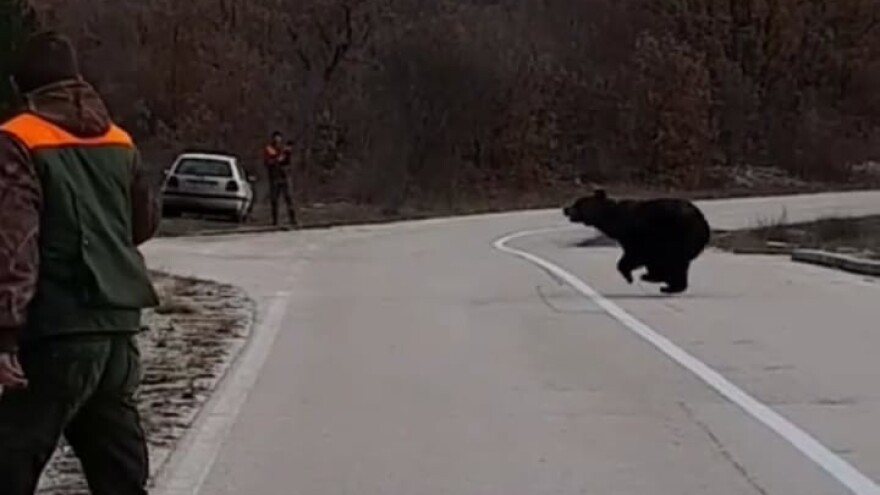 Smeđeg medvjeda u Imotsku krajinu privukli mir i obilje?