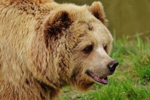 Vratio se kneževski medvjed, ubio dvije svinje ukupne težine više od 400 kg