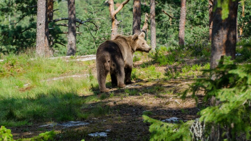 Medvjed napao, odvukao i zakopao konja u šumi