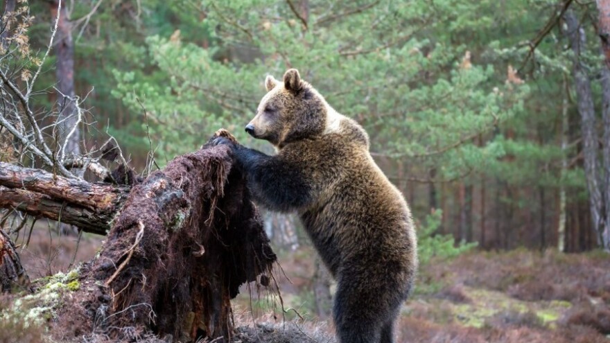 Medvjed razbacao košnice tražeći med