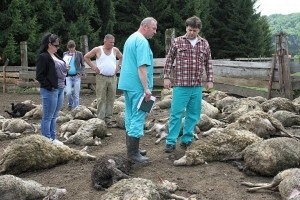 Nezapamćen slučaj kod Ogulina: Medvjed poklao 100 ovaca!