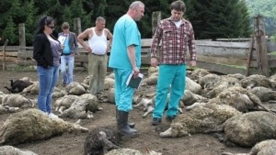 Nezapamćen slučaj kod Ogulina: Medvjed poklao 100 ovaca!