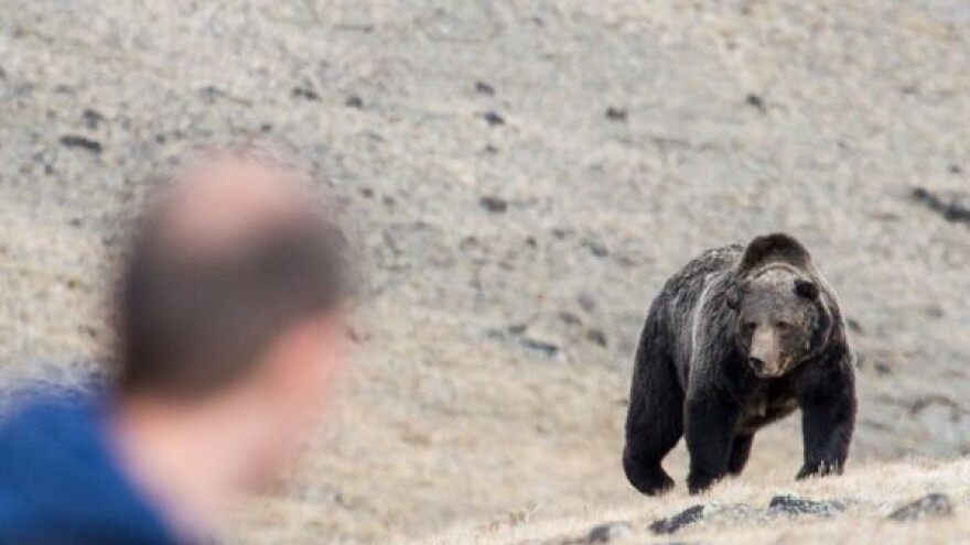 Električni pastir na pčelinjaku?