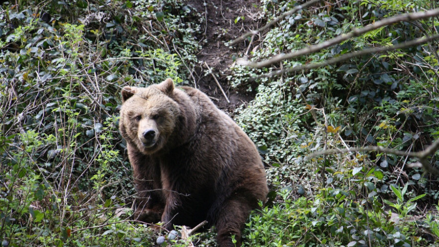 Šerpama i petardama tjeraju medvjeda