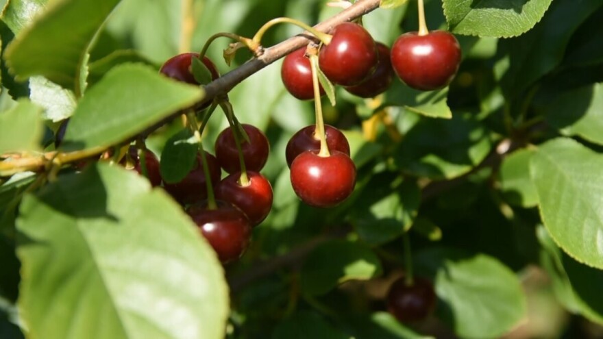 Poklonio tone višanja, a zatim posekao 850 stabala