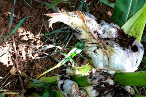 Tumor kukuruza: Razlozi nastajanja, simptomi i suzbijanje