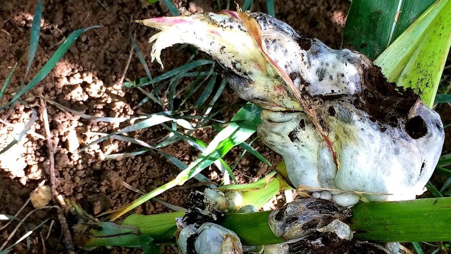 Protiv tumora kukuruza plodoredom i umjerenim đubrenjem azotom