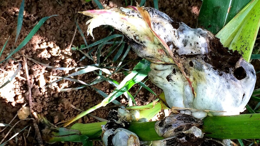 Pravilnim plodoredom protiv tumora kukuruza