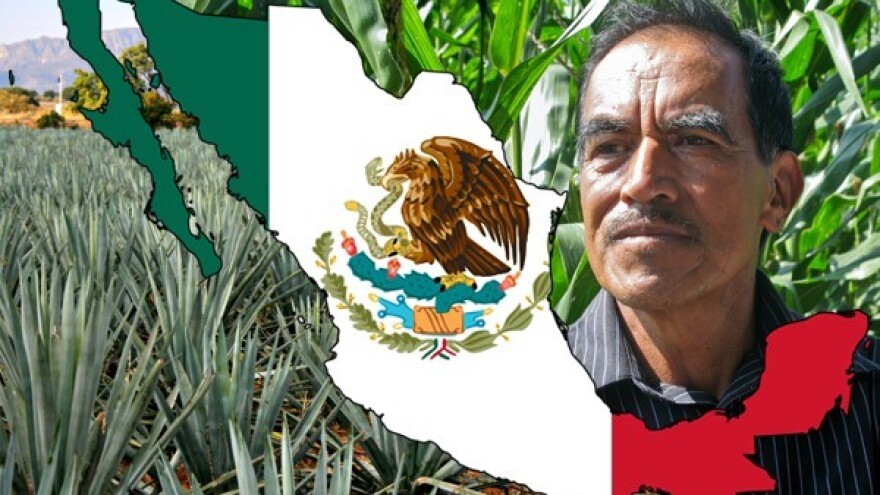 Kolijevka poljoprivrede - raj za chili, avokado i rajčicu