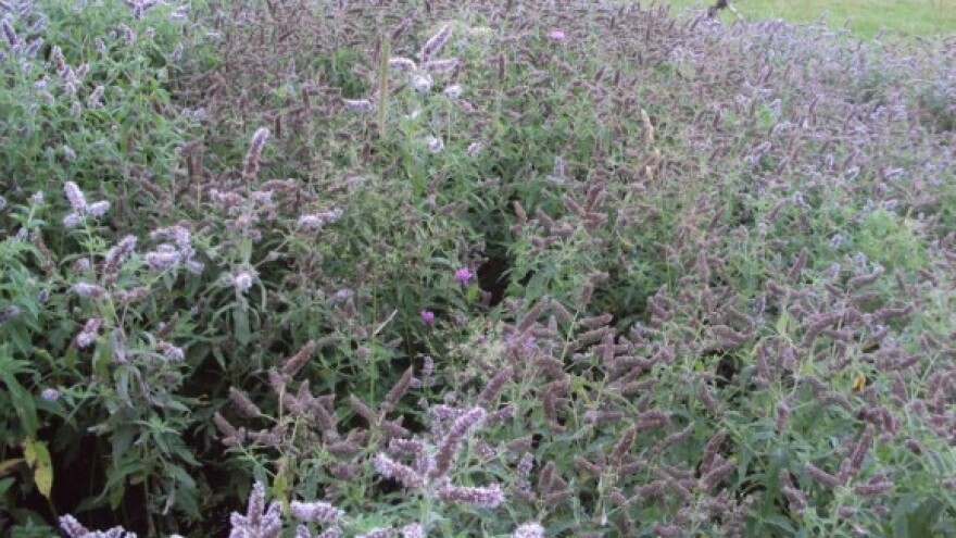 Tea Fest okupio zaljubljenike čajeva i ljekovitog bilja