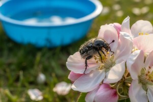 Mere borbe protiv rutave bube